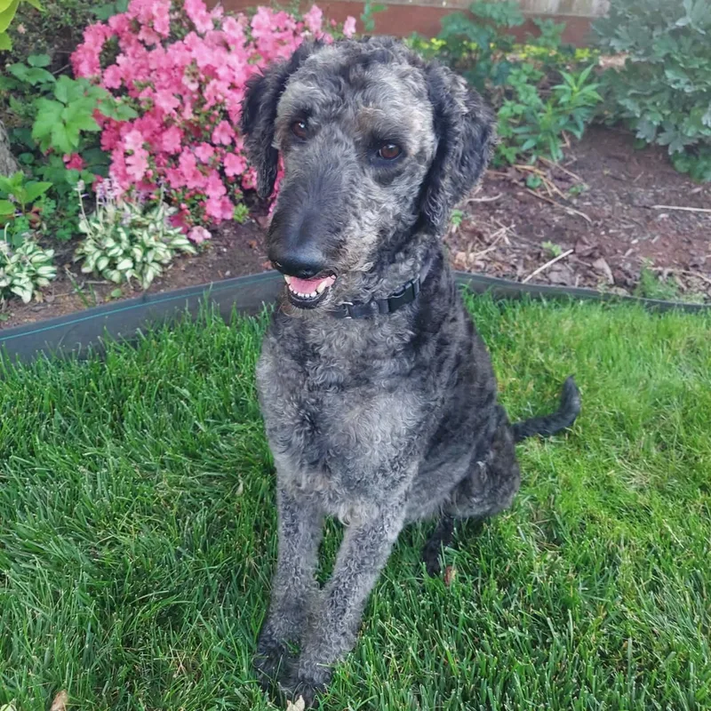 An adult large-sized male Black Labradoodle dog named Wallyvirginia for adoption in Houston, TX