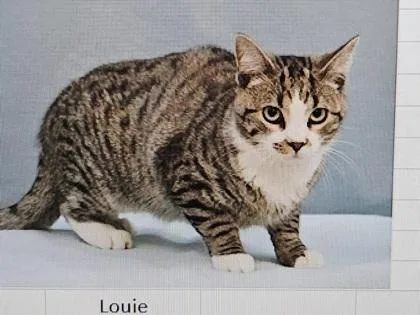 An adult small-sized male Domestic Short Hair cat named Louie for adoption in Cincinnati, OH