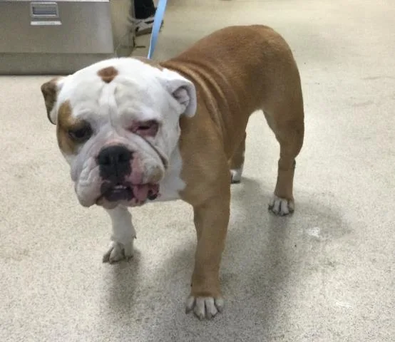 A young medium-sized female English Bulldog dog named Veronica for adoption in Riverside, CA