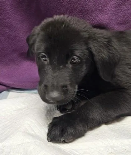 A young small-sized male German Shepherd Dog dog named Fozzie Bear for adoption in Roseville, CA