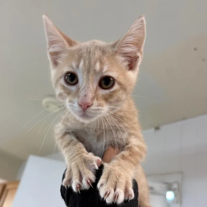 A baby small-sized male Orange / Red Domestic Short Hair cat named Nemo for adoption in Leander, TX