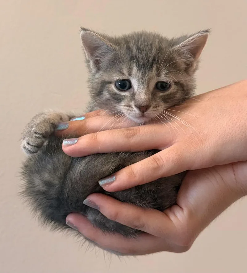 A baby small-sized female Domestic Short Hair cat named Meg for adoption in Defiance, OH