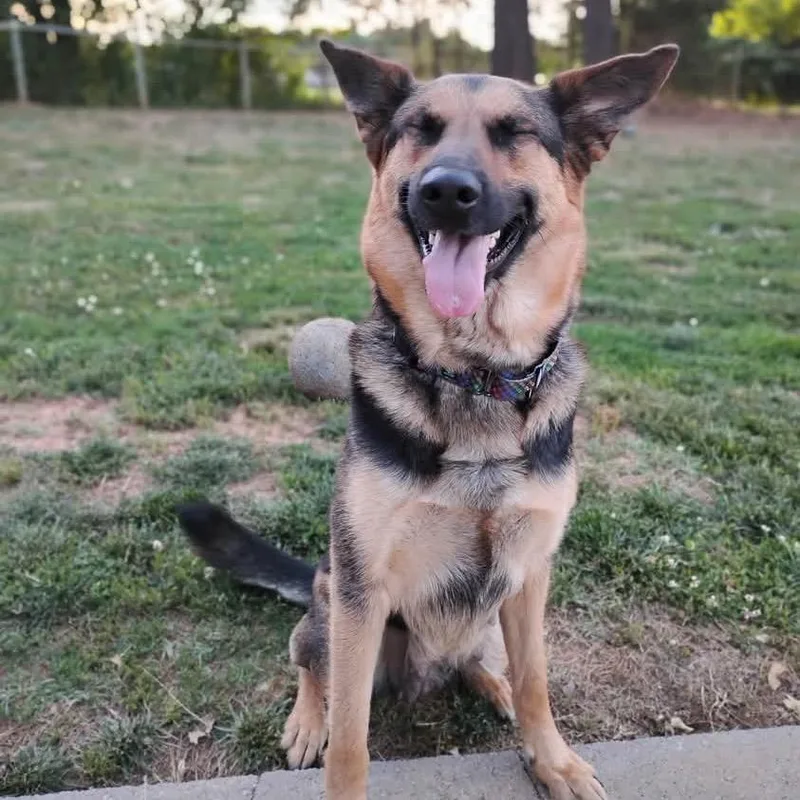 An adult large-sized female Black German Shepherd Dog dog named Roxanne for adoption in Fredericksburg, VA