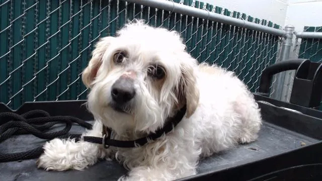 An adult medium-sized female Poodle dog named Luna for adoption in Agoura, CA