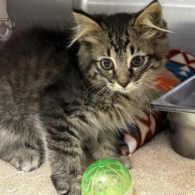 A baby small-sized male Domestic Long Hair cat named Unknown for adoption in Rancho Cucamonga, CA