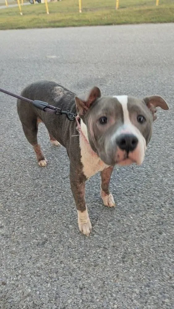 An adult medium-sized female American Bulldog dog named Desdemona for adoption in Lakeland, FL