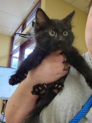 A baby small-sized male Domestic Medium Hair cat named Atticus for adoption in Independence, MO