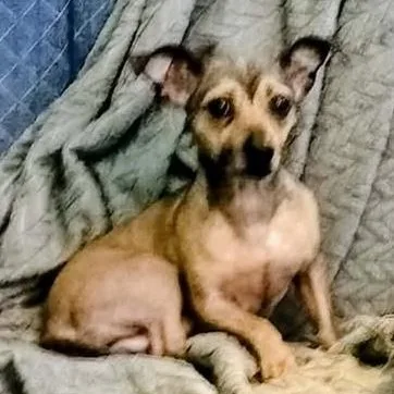 An adult small-sized female Brown / Chocolate Chihuahua dog named Bunnie for adoption in Hopkinton, MA