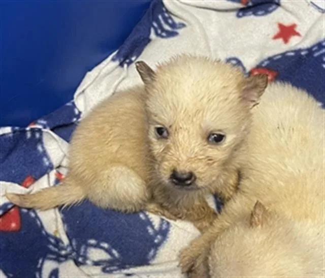 A baby medium-sized female Siberian Husky dog named Cream for adoption in Houston, TX