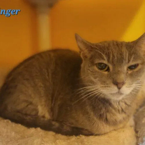Dillinger thumbnail 3