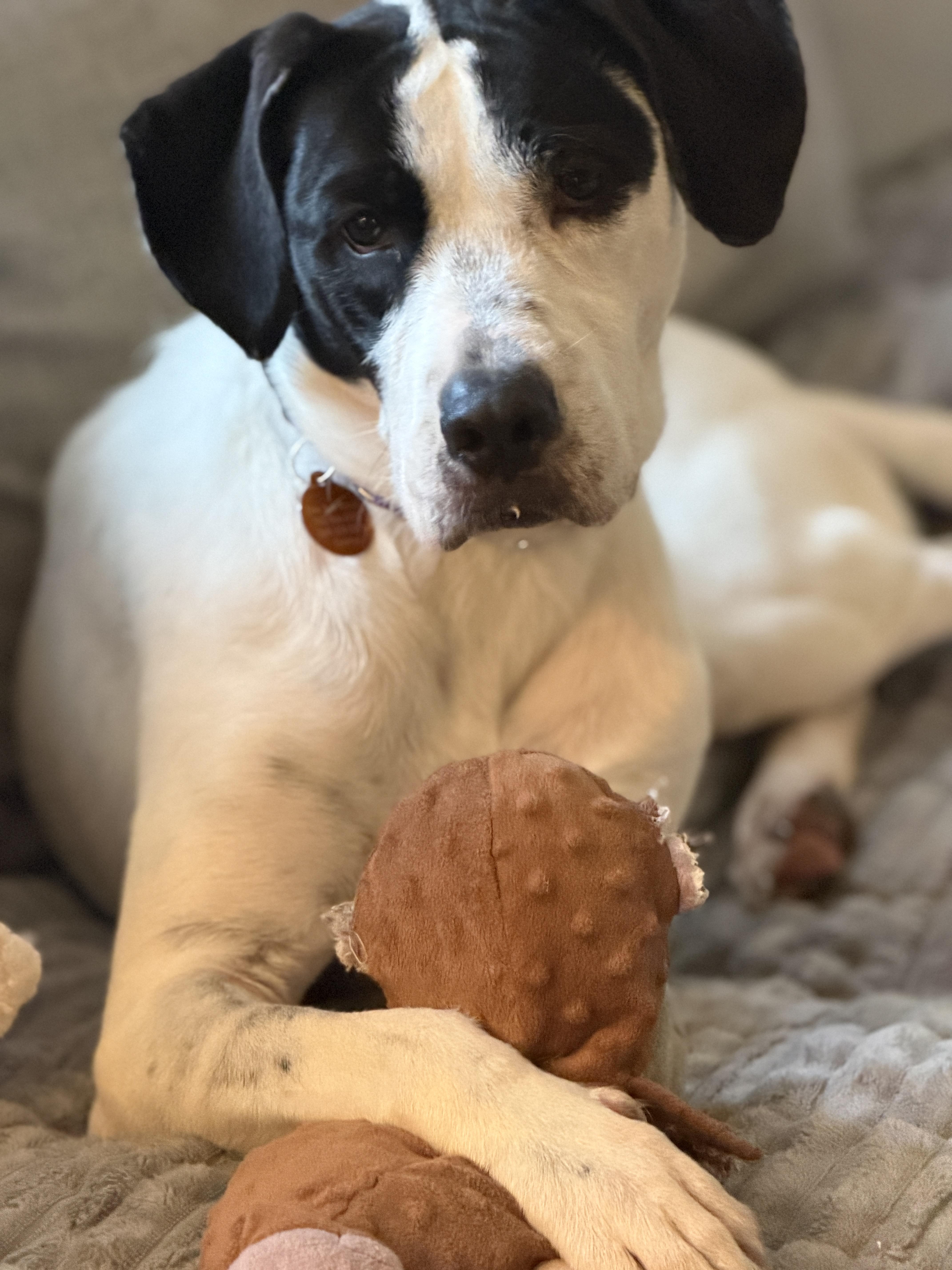 A young medium-sized male Black German Wirehaired Pointer dog named Snoopy for adoption in Chatham, NJ