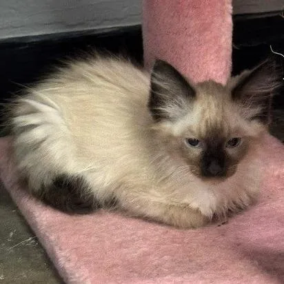 A baby small-sized male Seal Point Siamese cat named Aston for adoption in Shawnee, KS