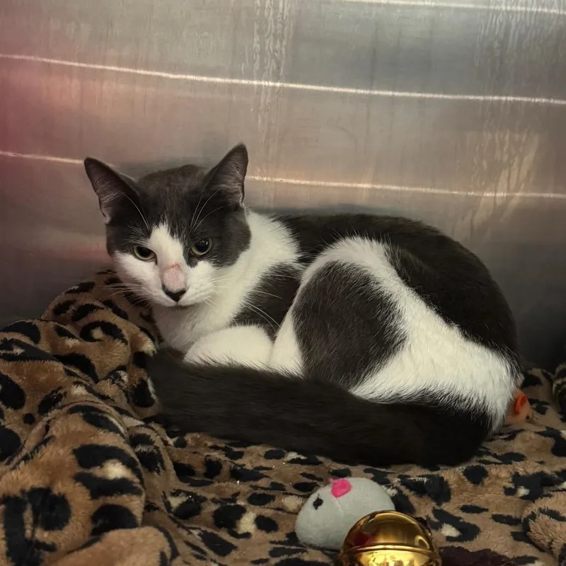A young medium-sized female Gray / Blue / Silver Domestic Short Hair cat named Cloud for adoption in Waukesha, WI