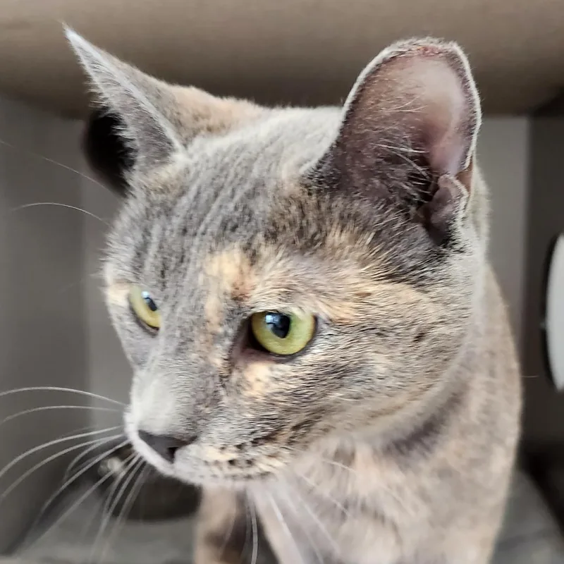 An adult medium-sized female Tortoiseshell Domestic Short Hair cat named Sun Catcher for adoption in Park City, UT