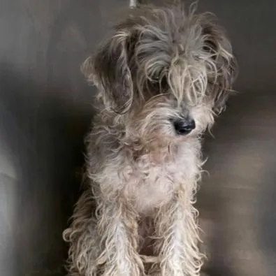 A senior small-sized female Yellow / Tan / Blond / Fawn Standard Poodle dog named Donna Paula for adoption in Fort Collins, CO