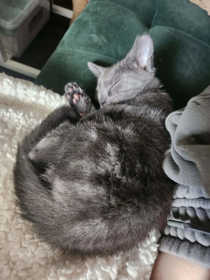 A baby medium-sized female Russian Blue cat named Remy and Rosita are for adoption in Charlotte, NC