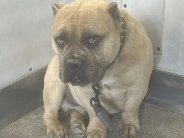 A young medium-sized male Pit Bull Terrier dog named Zeke for adoption in San Bernardino, CA