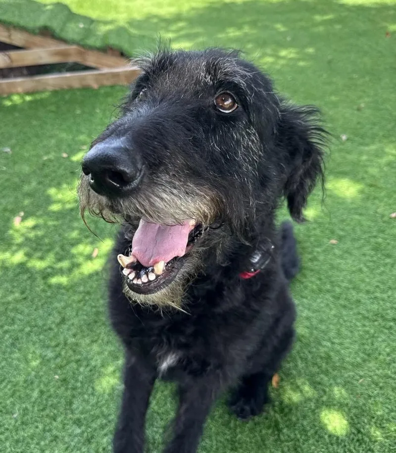 An adult medium-sized male Mixed Breed dog named Tj for adoption in Palm City, FL