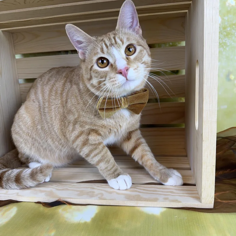A young medium-sized male Orange / Red Tabby cat named Ernie for adoption in Houston, TX