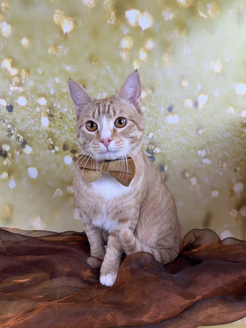 Ernie thumbnail 5