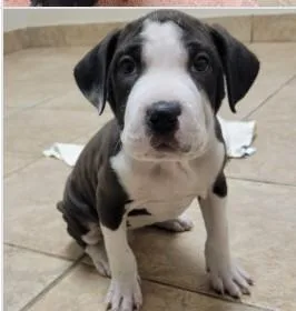 A baby medium-sized female Mixed Breed dog named Panda Gbhs for adoption in West Chester, PA