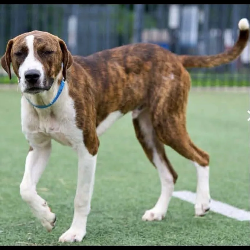 A young medium-sized male Golden Plott Hound dog named Chico for adoption in Brentwood, TN