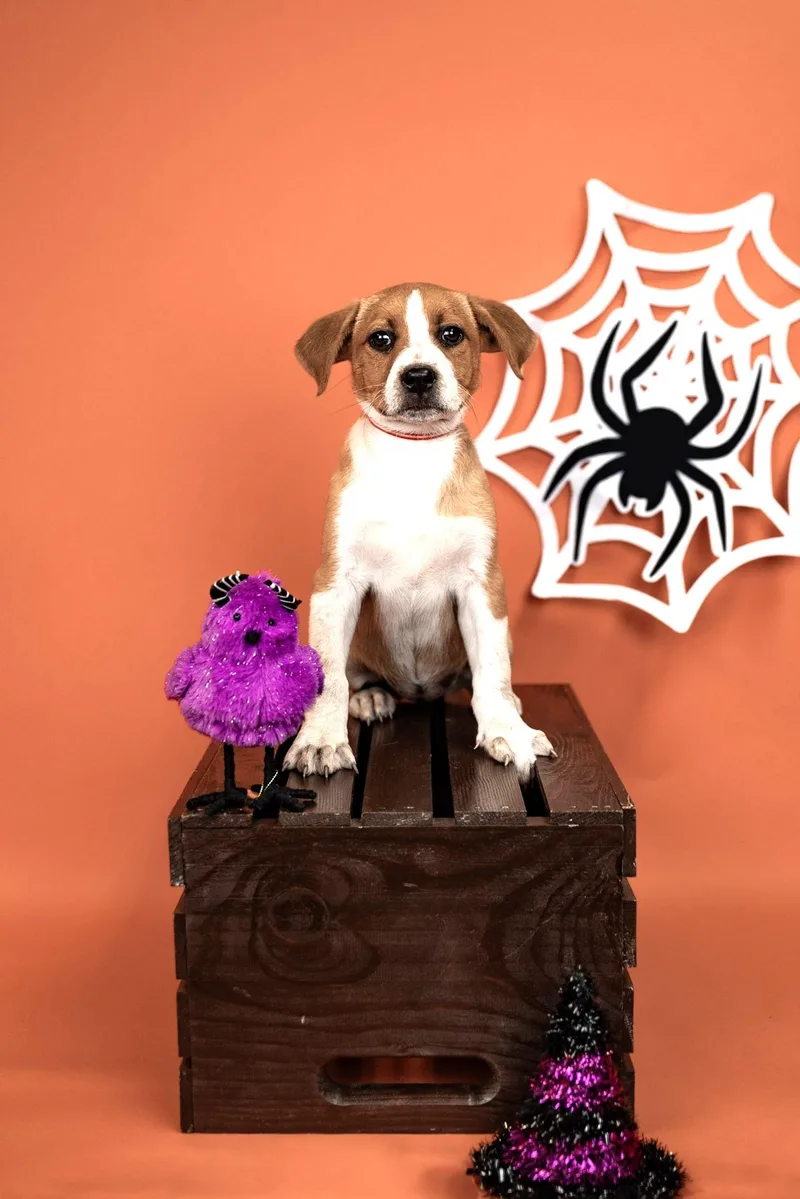 A baby medium-sized female Australian Cattle Dog / Blue Heeler dog named 844-26 for adoption in Brighton, CO