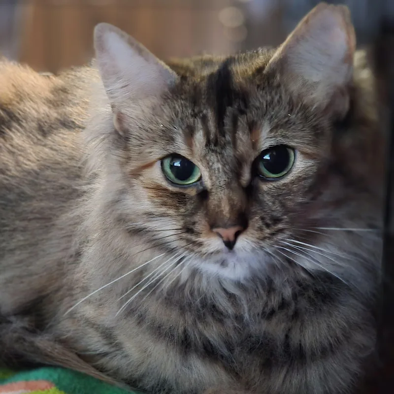 A young medium-sized female Tabby (Brown / Chocolate) American Shorthair cat named Pita for adoption in New York, NY
