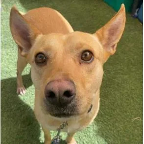 An adult medium-sized female Yellow / Tan / Blond / Fawn Labrador Retriever dog named Bean for adoption in Fort Collins, CO