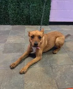An adult large-sized female Shepherd dog named Azula for adoption in El Paso, TX