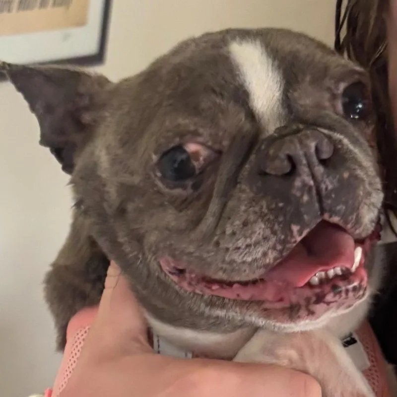 An adult small-sized female Boston Terrier dog named Violet for adoption in Danville, VT