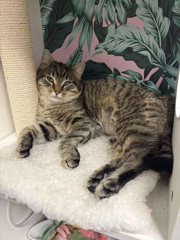 Precious thumbnail 4