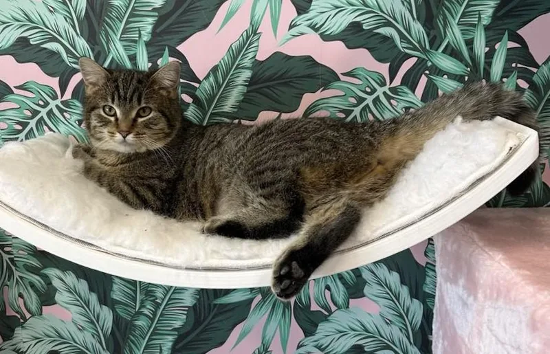 Precious thumbnail 5