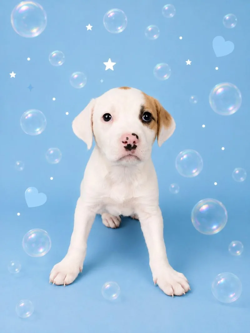 A baby small-sized female Labrador Retriever dog named Bubbles for adoption in Clinton Township, MI