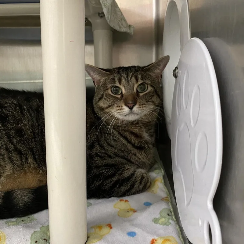 An adult extra large-sized male Domestic Short Hair cat named Big Boy Fka Spicey for adoption in Philadelphia, PA