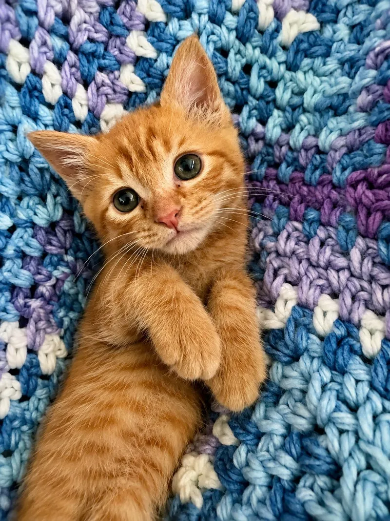 A baby medium-sized female Tabby (Orange / Red) Domestic Short Hair cat named Ladybug for adoption in Greensboro, NC