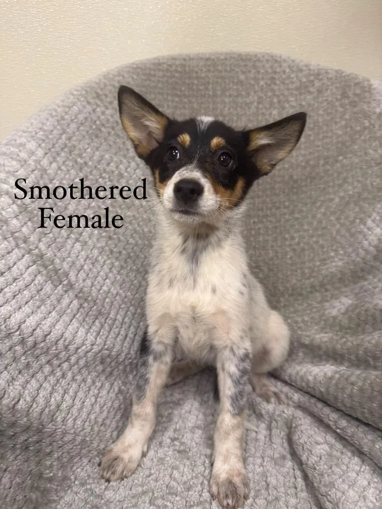 Smothered