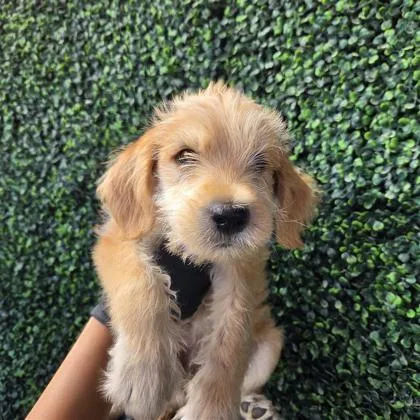 A baby small-sized male Yellow / Tan / Blond / Fawn Mixed Breed dog named 61186462 for adoption in El Paso, TX