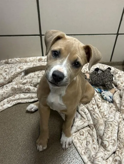 A baby small-sized female Pit Bull Terrier dog named Maya for adoption in Fort Wayne, IN