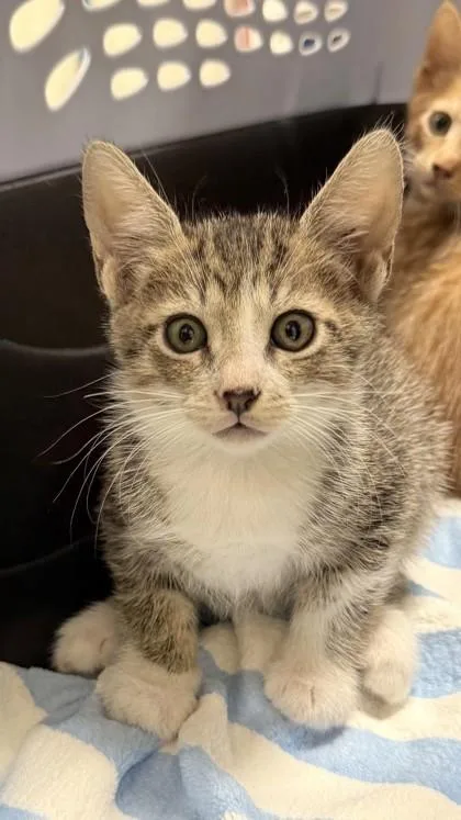 A baby small-sized male Domestic Short Hair cat named Dustin for adoption in Honolulu, HI