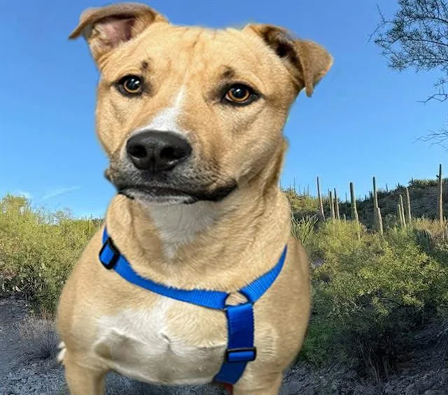 A young large-sized male Pit Bull Terrier dog named Simon for adoption in Tucson, AZ