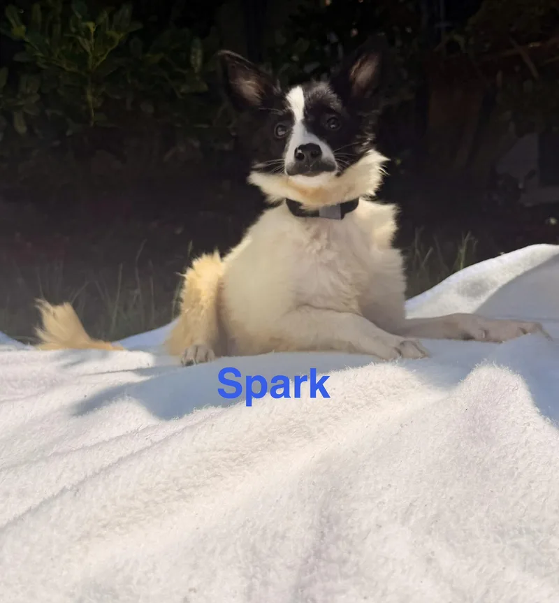 A baby medium-sized male White / Cream Australian Shepherd dog named Spark for adoption in Pawleys Island, SC
