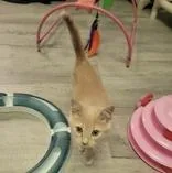 A baby medium-sized female Buff / Tan / Fawn Domestic Short Hair cat named India for adoption in Portsmouth, OH