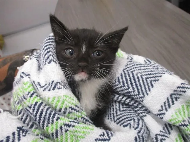 A baby small-sized male Domestic Short Hair cat named Harrison for adoption in Ocala, FL