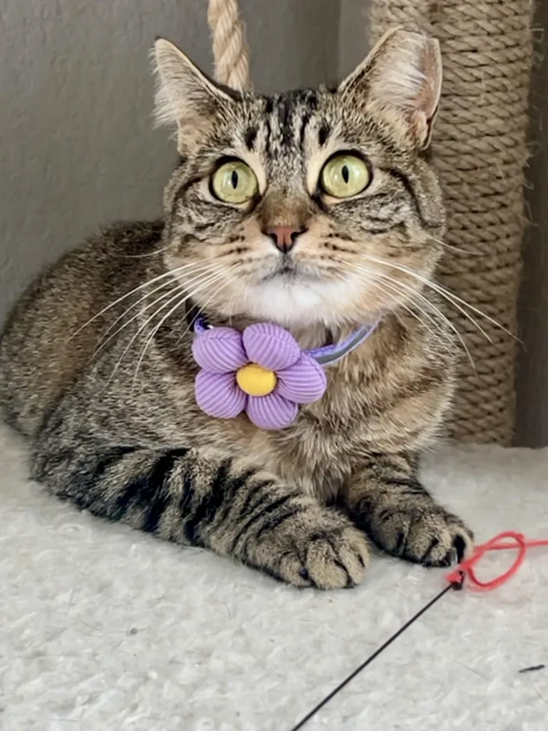 A young medium-sized female Tabby (Buff / Tan / Fawn) Domestic Short Hair cat named Angelica for adoption in Houston, TX