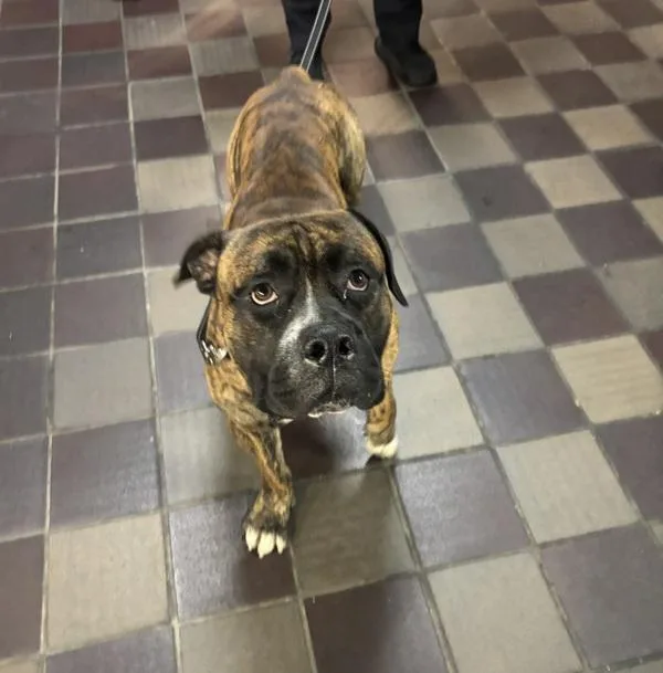 A young large-sized male Mixed Breed dog named Babka for adoption in New York, NY