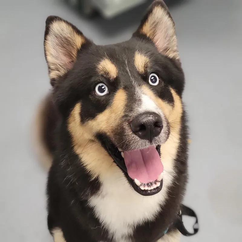 An adult medium-sized male Black Mixed Breed dog named Adobo Paloma for adoption in Sarasota, FL
