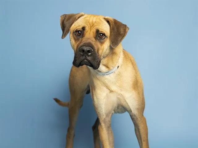 A young medium-sized male Black Mouth Cur dog named Cobie for adoption in Phoenix, AZ