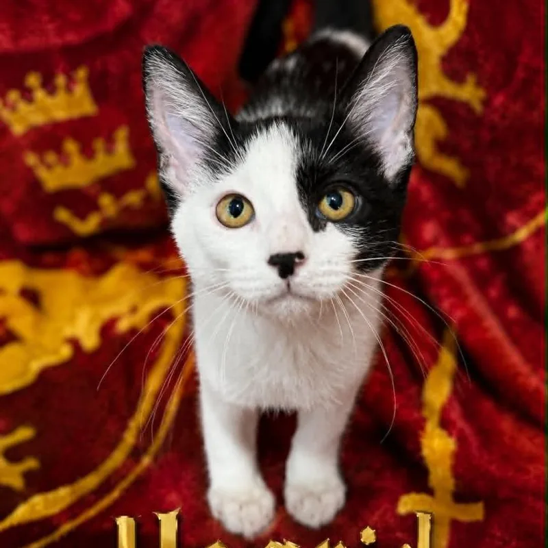 A baby small-sized male White Domestic Short Hair cat named Hagrid for adoption in Rochester, MN