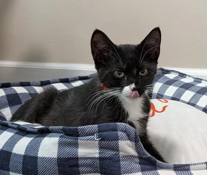 A baby medium-sized female Black & White / Tuxedo Domestic Short Hair cat named Tallulah for adoption in Wayne, NJ